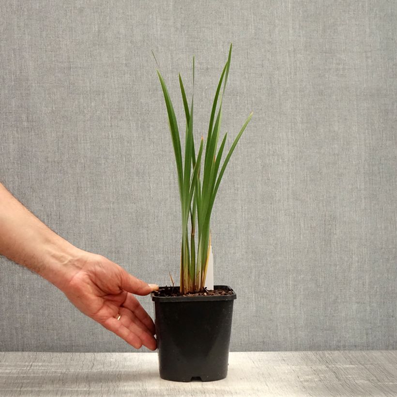 Exemplaar van Iris sibirica Imperial Opal - Siberische iris Pot van 1,5 l/2 l zoals geleverd in de lente