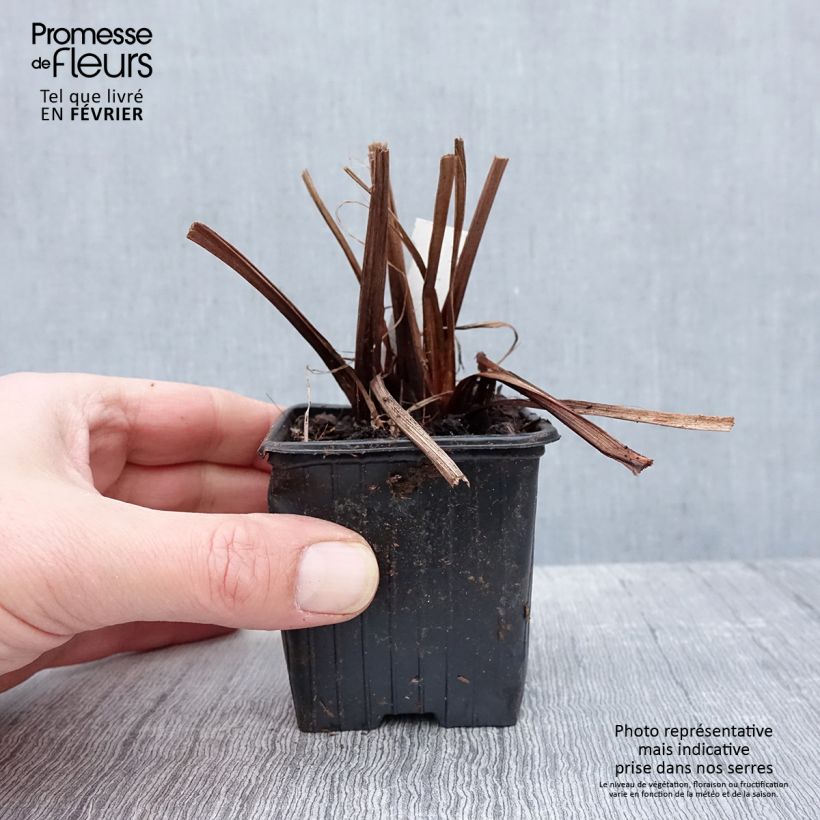 Example of Iris sibirica Not Quite White - Iris de Sibérie Kweekpotje van 8/9 cm as you get in hiver