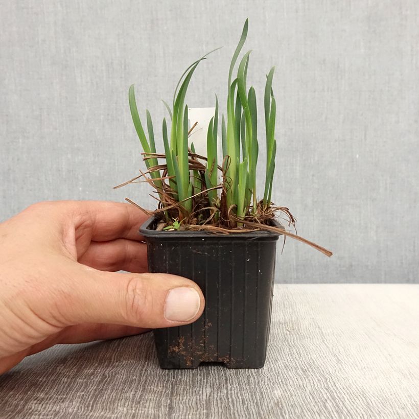 Exemplaar van Iris sibirica Not Quite White - Siberische iris Kweekpotje van 8/9 cm zoals geleverd in de lente