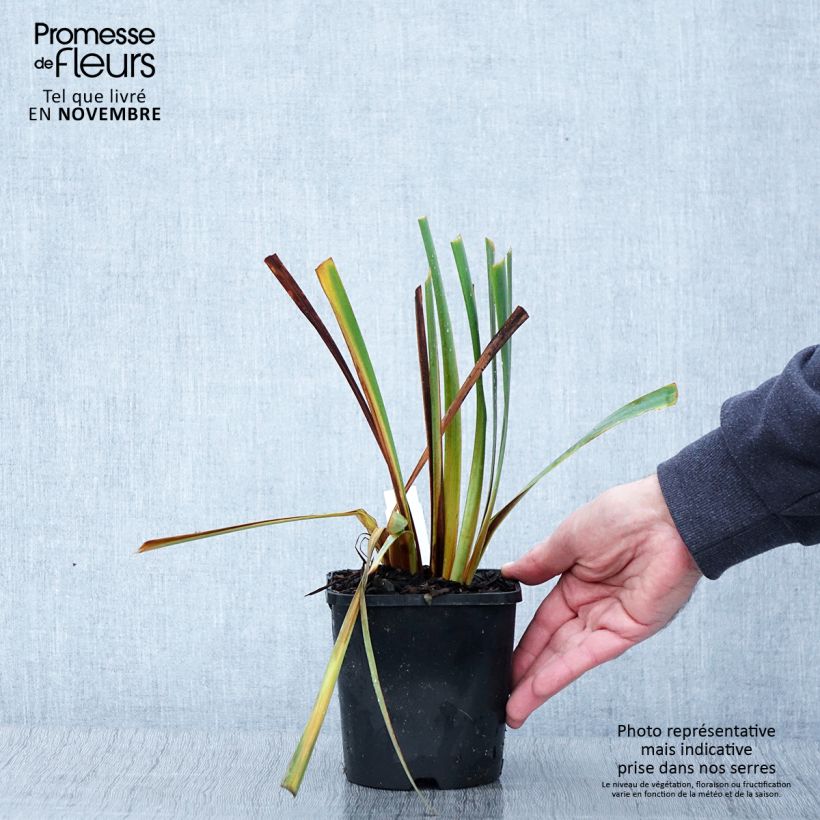 Exemplaar van Iris sibirica Paprikash - Siberische iris Pot van 1,5 l/2 l zoals geleverd in de herfst