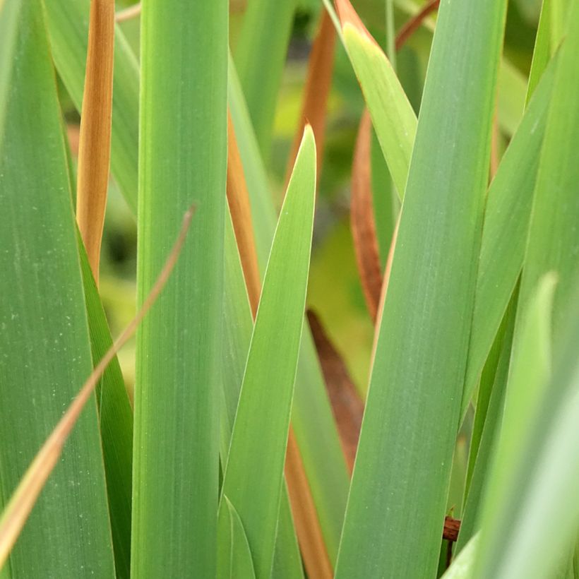 Iris sibirica Pink Parfait - Siberische iris (Blad)