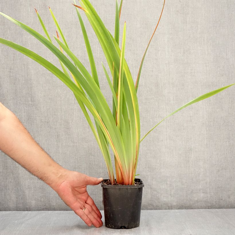 Exemplaar van Iris sibirica Pink Parfait - Siberische iris Pot van 1,5 l/2 l zoals geleverd in de zomer