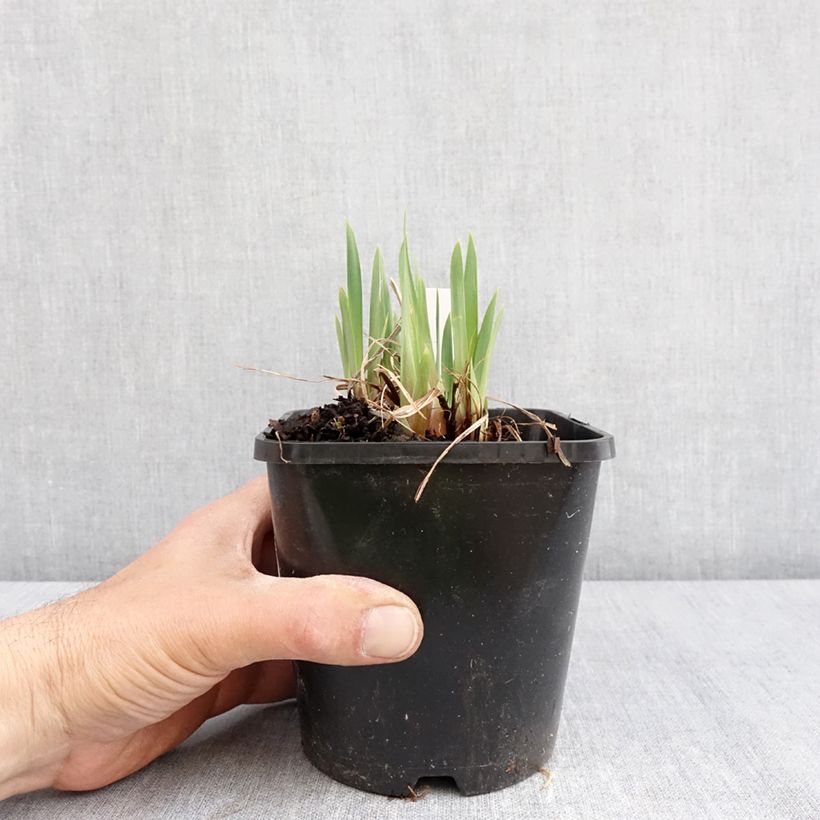 Exemplaar van Iris sibirica Pink Parfait - Siberische iris Pot van 1,5 l/2 l zoals geleverd in de lente