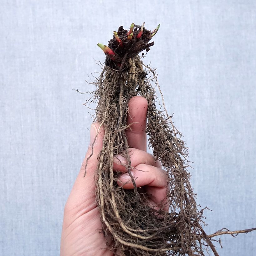 Example of Iris sibirica Purplelicious - Iris de Sibérie Naakte wortel as you get in hiver