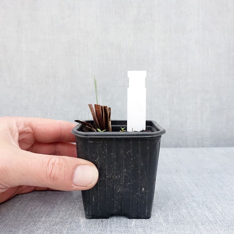 Exemplaar van Iris sibirica Weisser Orient - Siberische iris Kweekpotje van 8/9 cm zoals geleverd in de lente