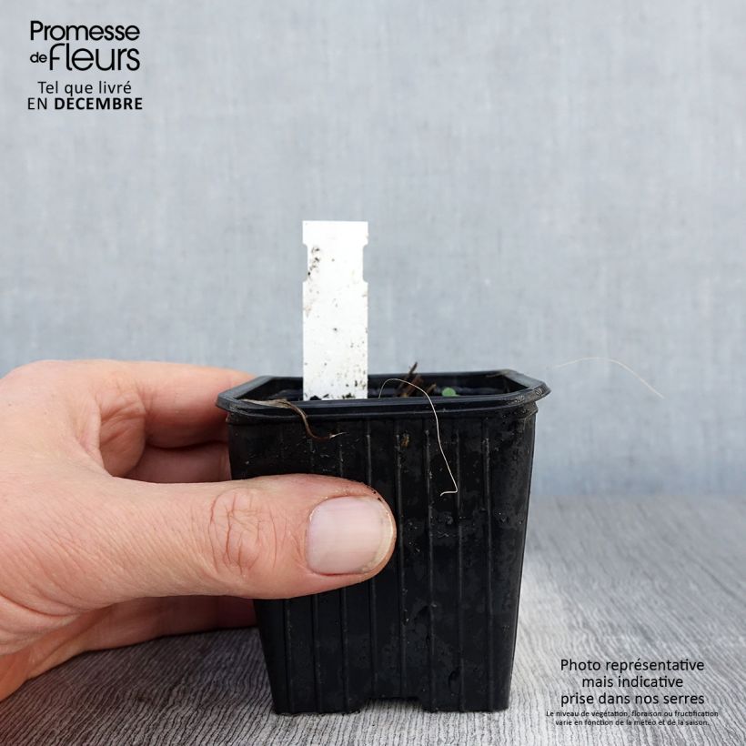 Example of Iris tectorum - Dakiris Kweekpotje van 8/9 cm as you get in hiver