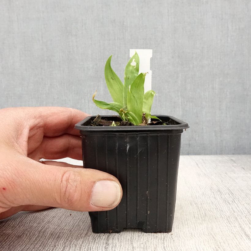 Exemplaar van Iris tectorum - Dakiris Kweekpotje van 8/9 cm zoals geleverd in de lente