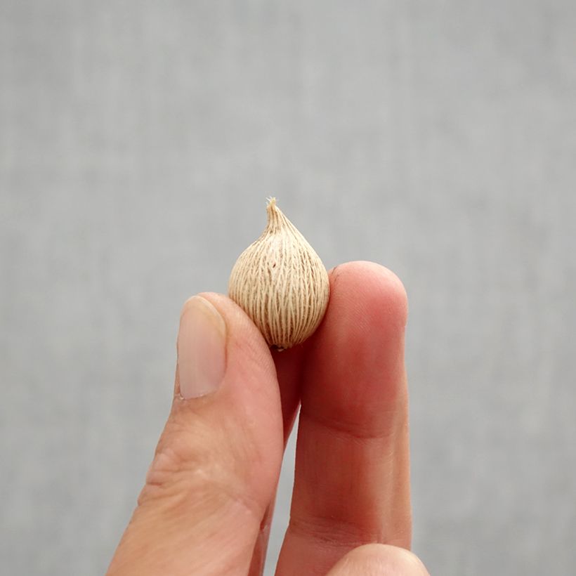 Exemplaar van Iris winogradowii Bol kaliber 5+ zoals geleverd in de herfst