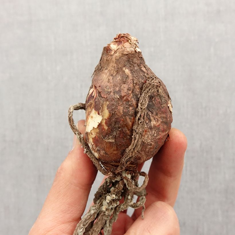 Example of Ismène Sulphur Queen - Hymenocallis festalis Bol size 14+ as you get in printemps