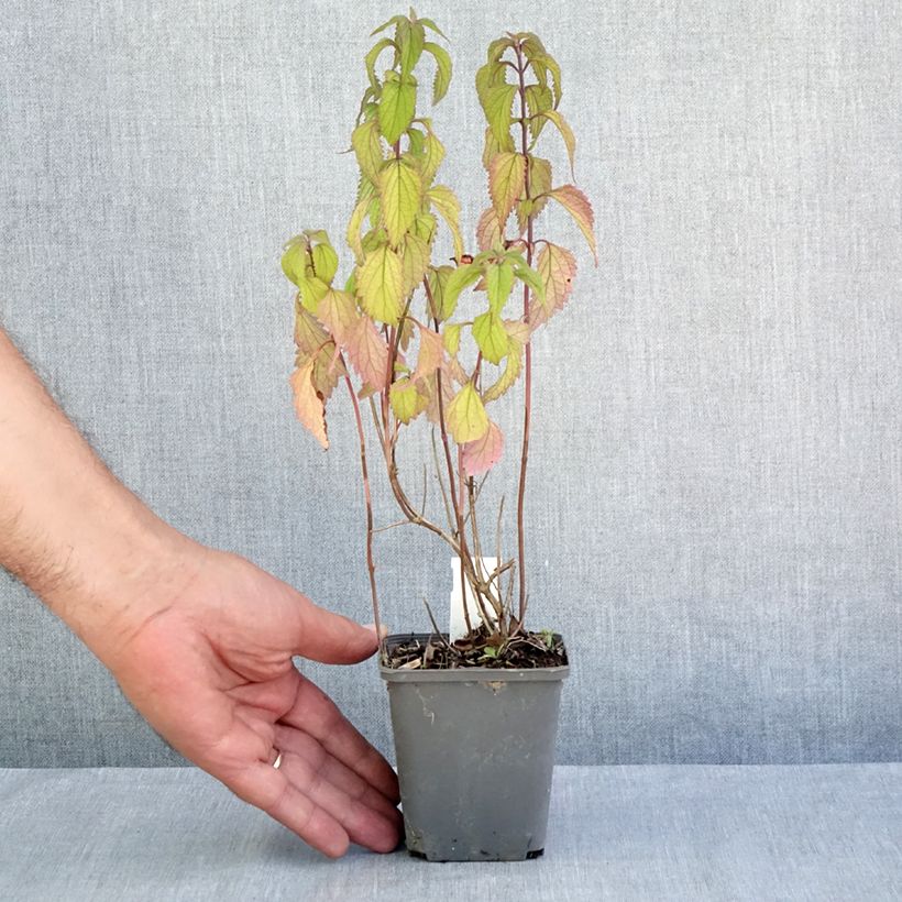 Exemplaar van Isodon effusus - Rabdosia effusa Kweekpotje van 8/9 cm zoals geleverd in de zomer