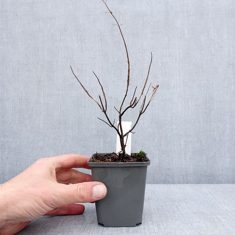 Exemplaar van Isodon effusus - Rabdosia effusa Godet de 8/9 cm zoals geleverd in de winter