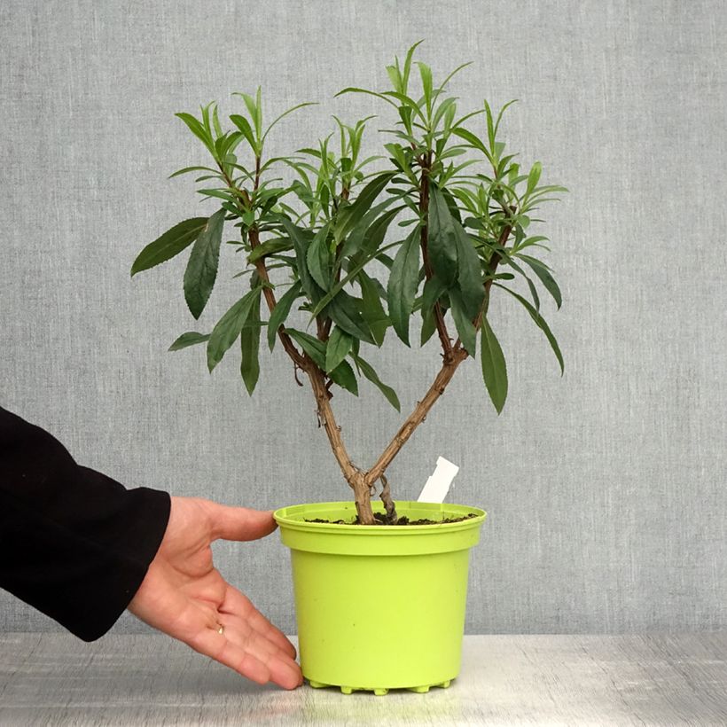 Exemplaar van Isoplexis Bella - Canarisch vingerhoedskruid Pot van 2 l/3 l zoals geleverd in de lente