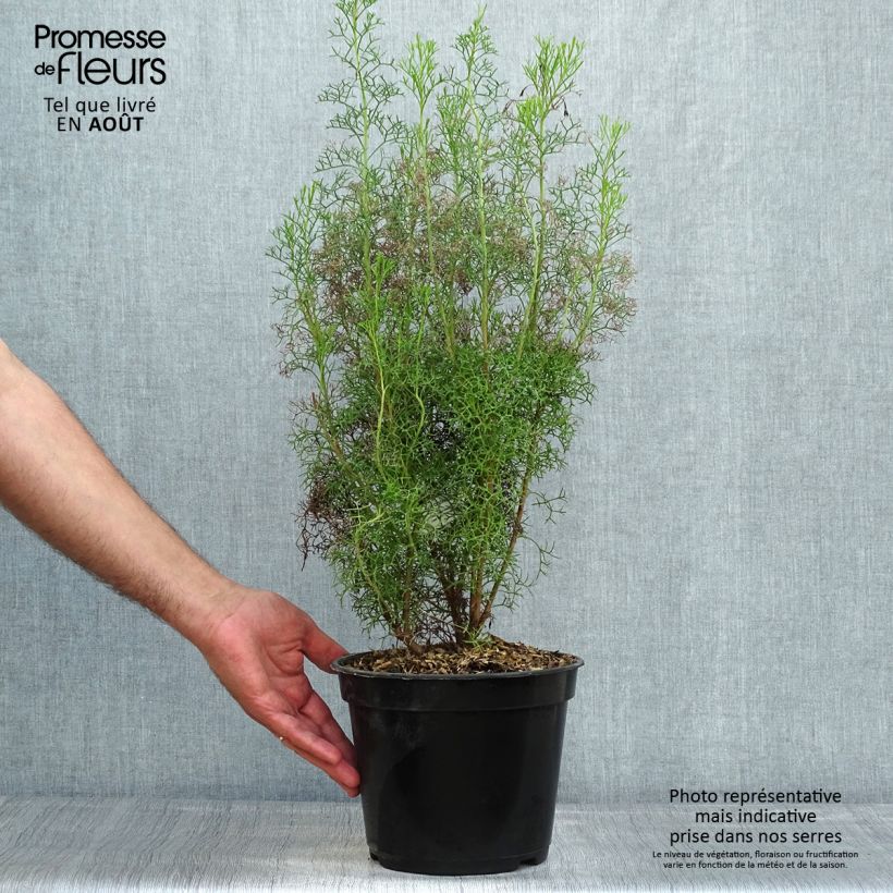 Exemplaar van Isopogon formosus - Roze kegeldistel Pot van 3 l/4 l zoals geleverd in de zomer
