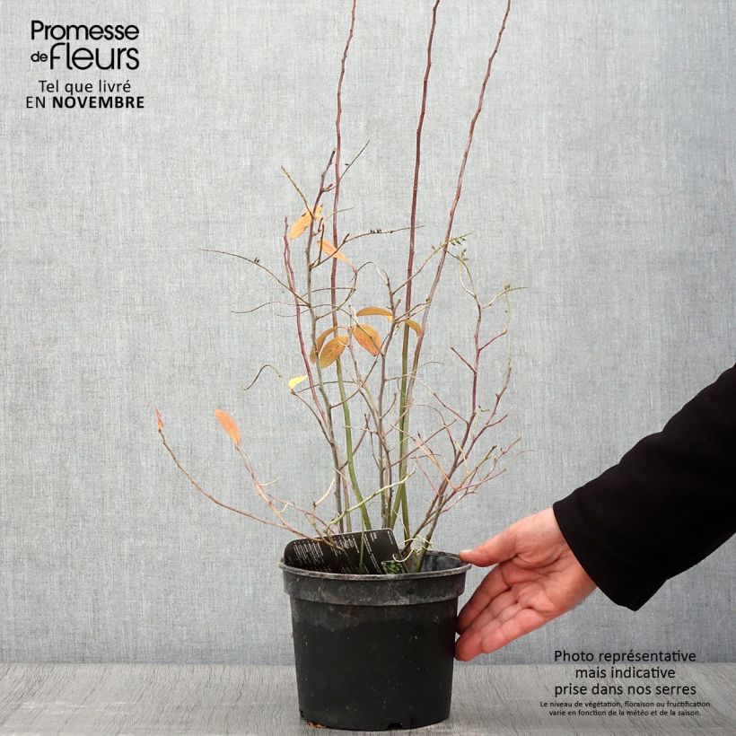 Exemplaar van Itea virginica - Bloemwilg Pot van 3 l/4 l zoals geleverd in de herfst