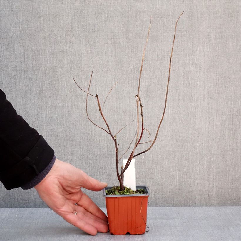 Example of Itea virginica Henry's Garnet - Bloemwilg Kweekpotje van 8/9 cm as you get in hiver