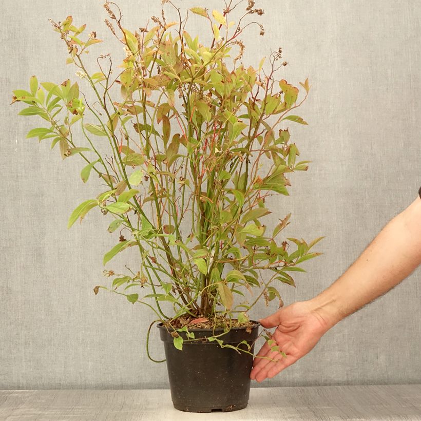 Exemplaar van Itea virginica Love Child - Bloemwilg Pot van 2 l/3 l zoals geleverd in de zomer