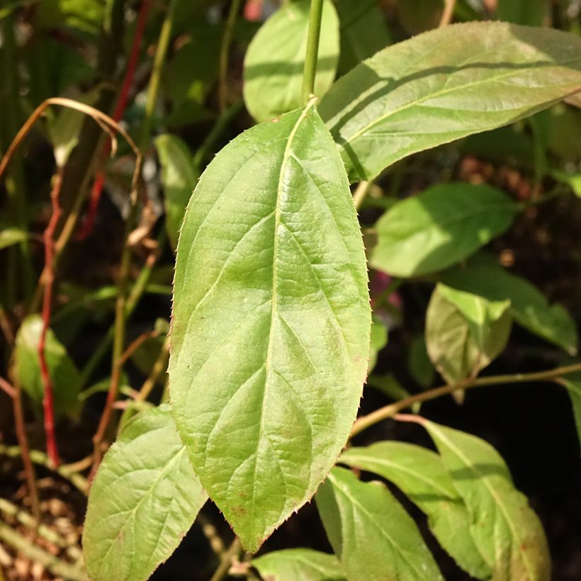 Itea virginica Love Child - Bloemwilg (Blad)