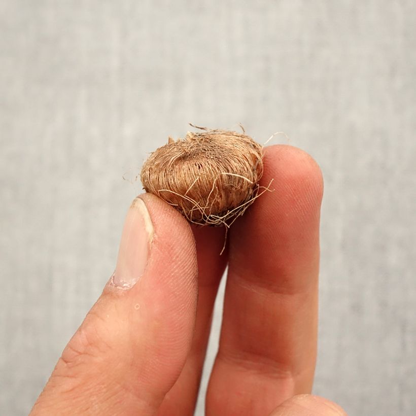 Example of Ixia Giant - Lis des Blés Bol size 5+ as you get in printemps