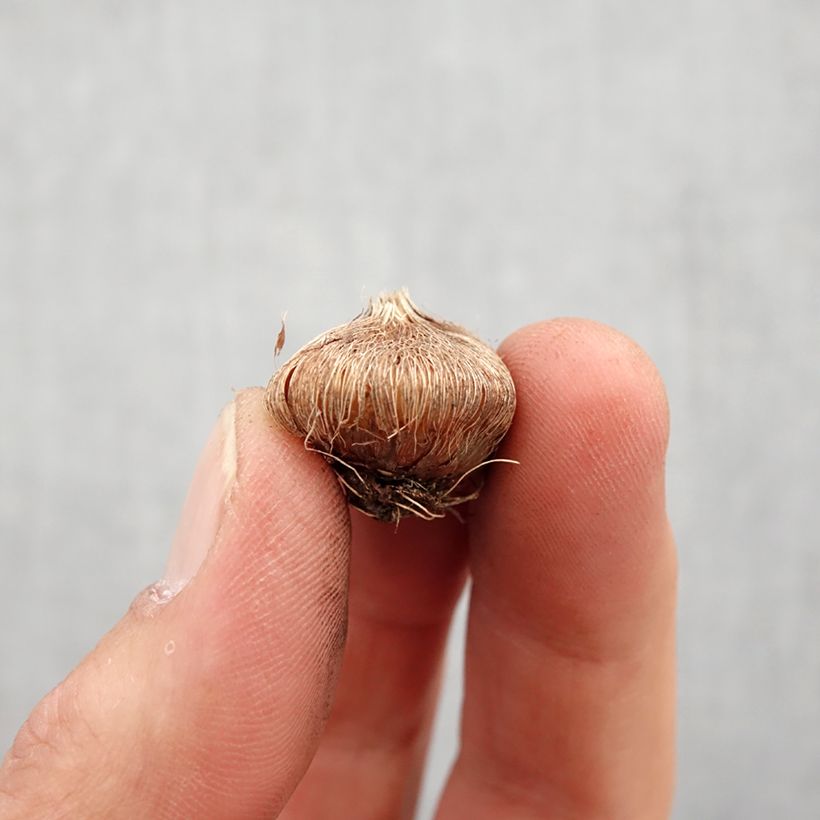 Example of Ixia Mabel - Lis des Blés Bol size 5+ as you get in printemps