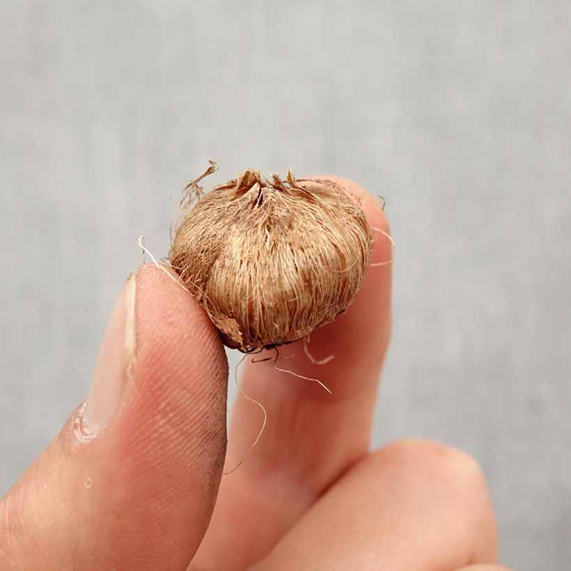 Exemplaar van Ixia acaulis Roze Emperor - Afrikaanse korenlelie Bol kaliber 5+ zoals geleverd in de lente