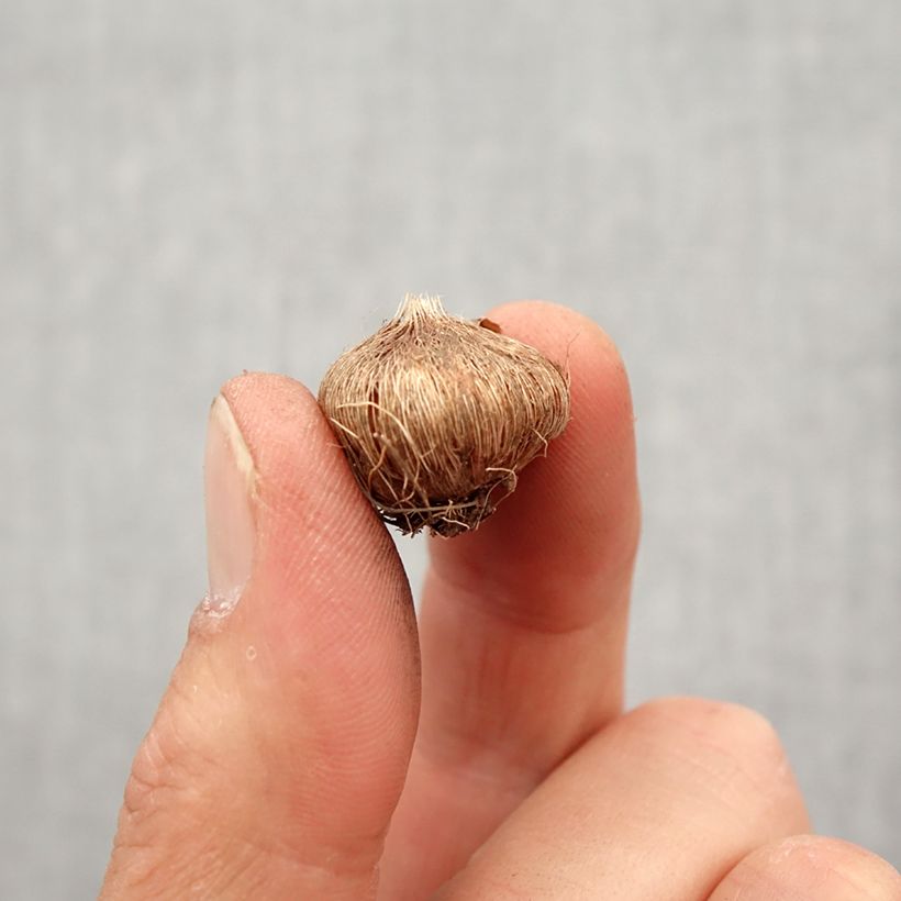 Example of Ixia Spotlight - Lis des Blés Bol size 5+ as you get in printemps