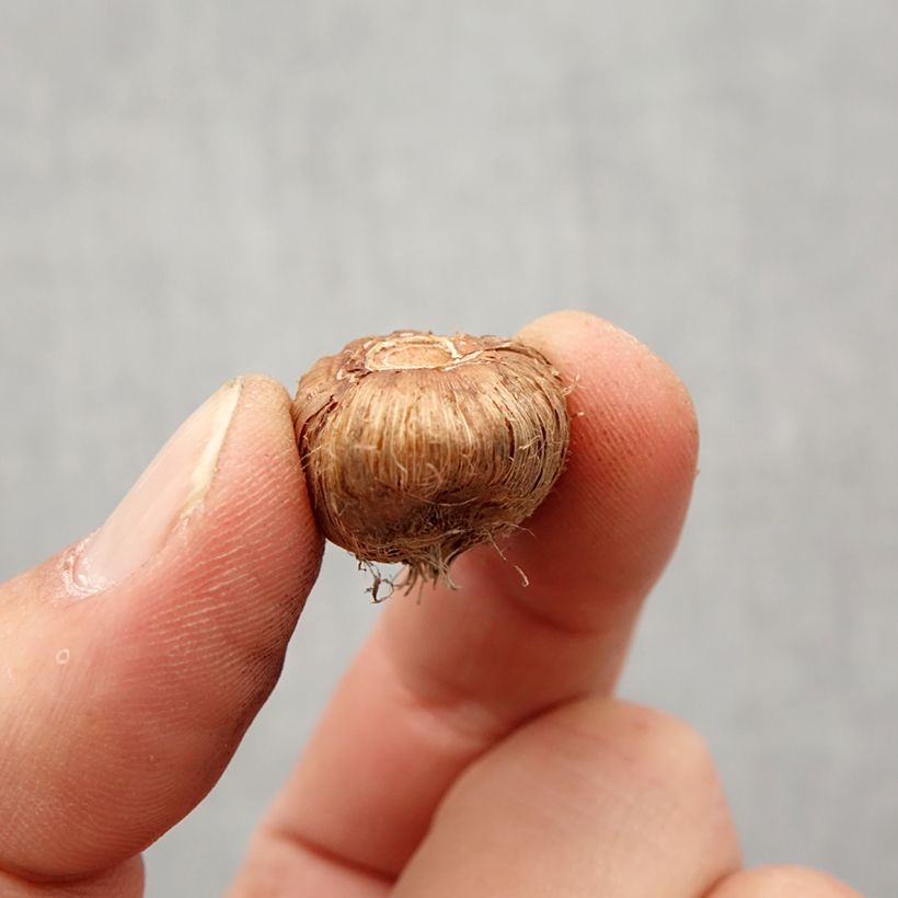 Example of Ixia Venus - Lis des blés Bol size 5+ as you get in printemps