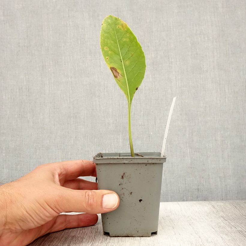 Exemplaar van Jaborosa integrifolia Kweekpotje van 8/9 cm zoals geleverd in de zomer