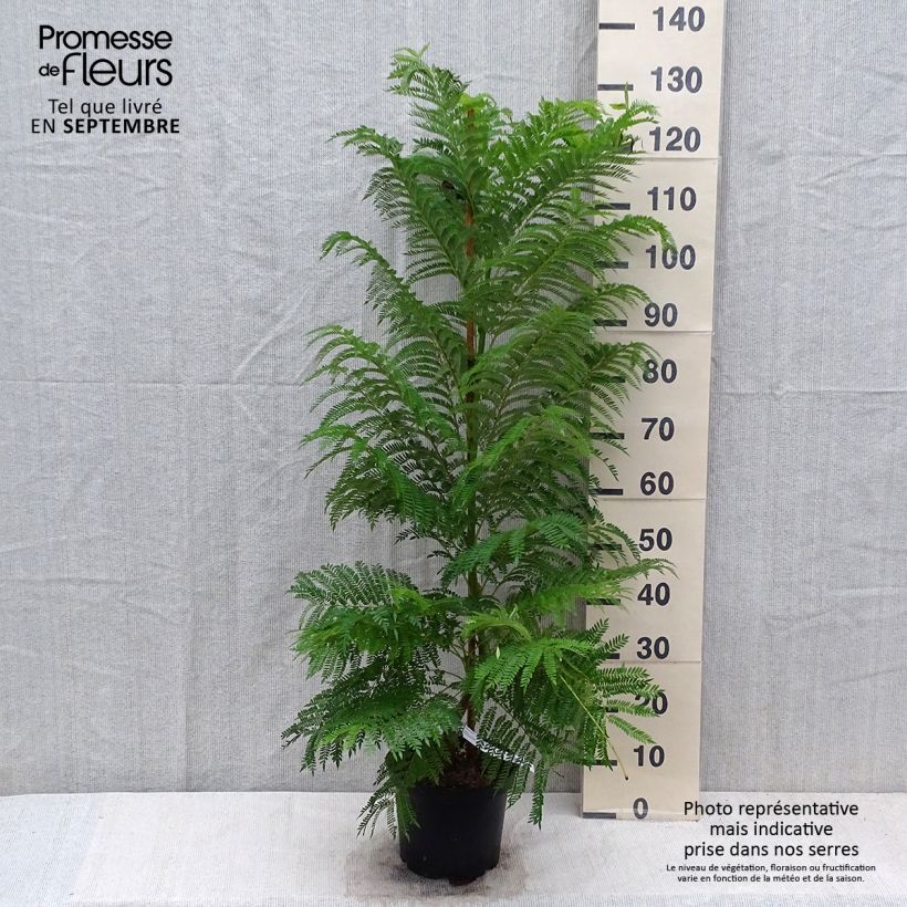 Exemplaar van Jacaranda mimosifolia - Blauwe jacaranda Pot van 4 l/5 l zoals geleverd in de herfst