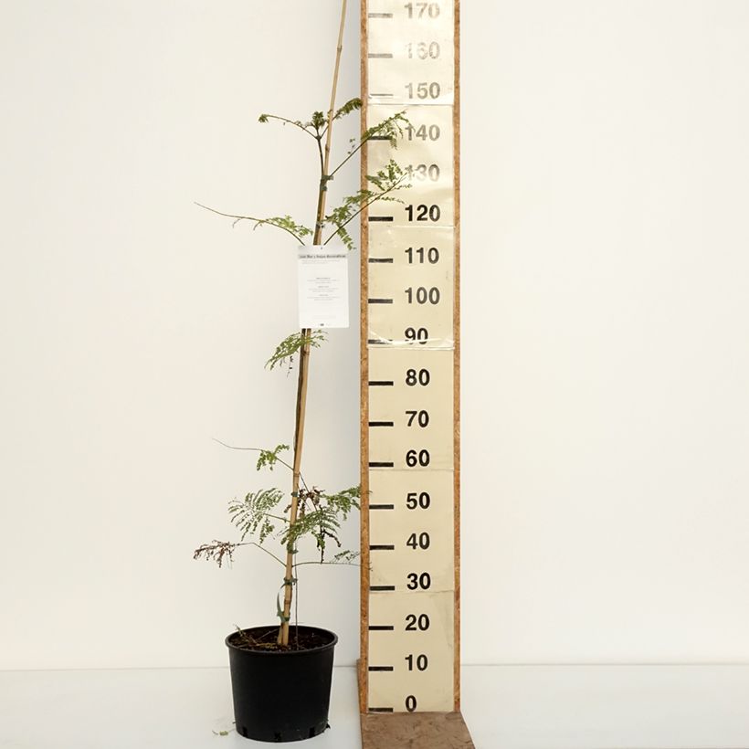 Exemplaar van Jacaranda mimosifolia - Blauwe jacaranda Pot van 7,5 l/10 l zoals geleverd in de winter