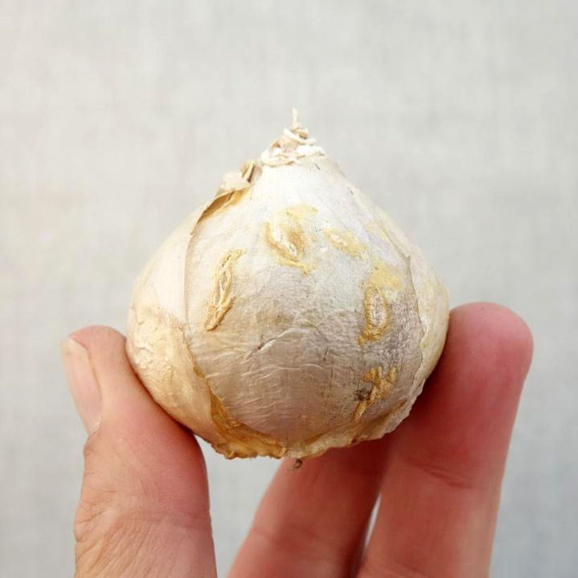 Exemplaar van Hyacint Aiolos wit (voorbehandelde bloembol) Bol kaliber 17+ zoals geleverd in de herfst