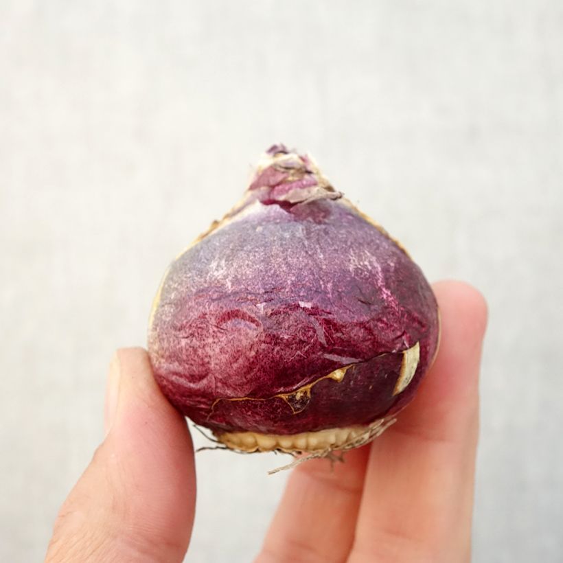 Exemplaar van Hyacint Atlantic - Hyacinthus orientalis Bol kaliber 18/19 zoals geleverd in de herfst