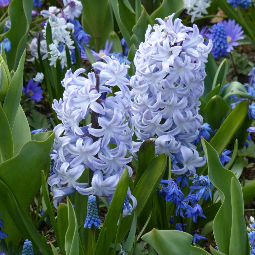 Hyacint Blue Eyes - Hyacinthus orientalis (Groeiplaats)