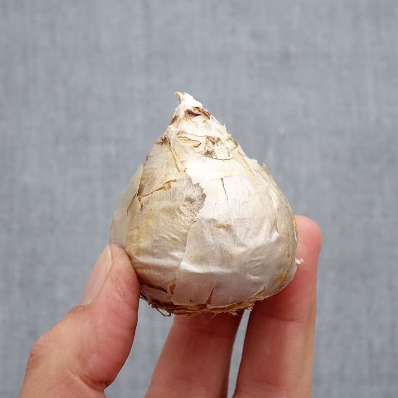 Exemplaar van Hyacint City of Harleem - Hyacinthus orientalis Bol kaliber 17+ zoals geleverd in de herfst