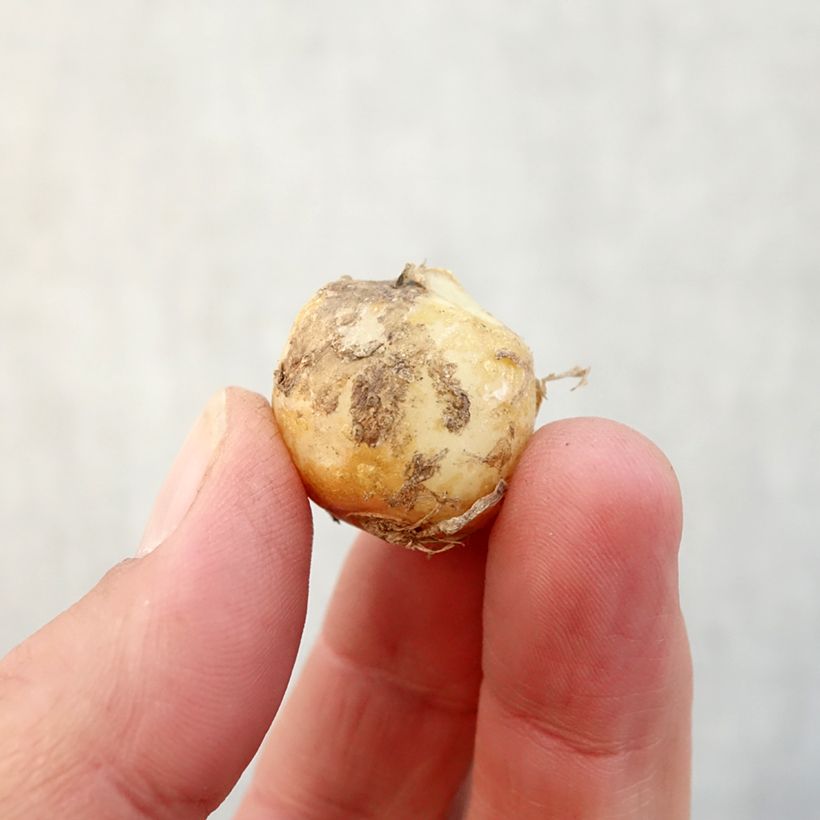 Exemplaar van Spaanse hyacint Rose Queen - Hyacinthoides hispanica Bol kaliber 8+ zoals geleverd in de herfst