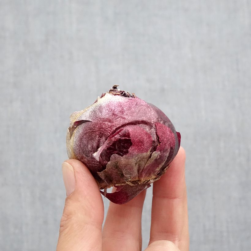 Exemplaar van Hyacint Delft Blue - Hyacinthus orientalis Bol kaliber 19+ zoals geleverd in de herfst