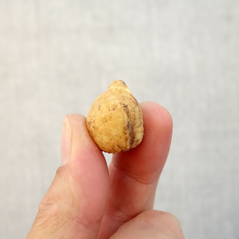 Example of Jacinthe des Bois - Scille Nutans Bol size 7+ as you get in automne