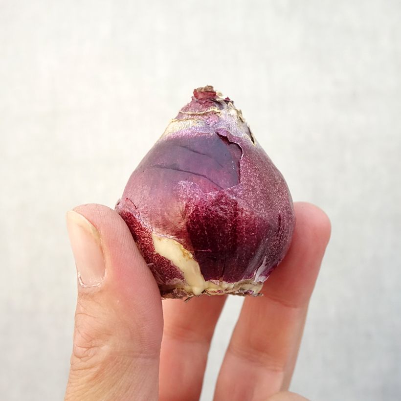 Exemplaar van Hyacint General Kohler - Hyacinthus orientalis Bol kaliber 15/16 zoals geleverd in de herfst