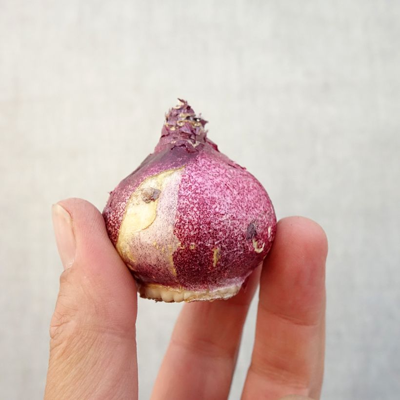 Exemplaar van Hyacint Hollyhock - Hyacinthus orientalis Bol kaliber 15+ zoals geleverd in de herfst