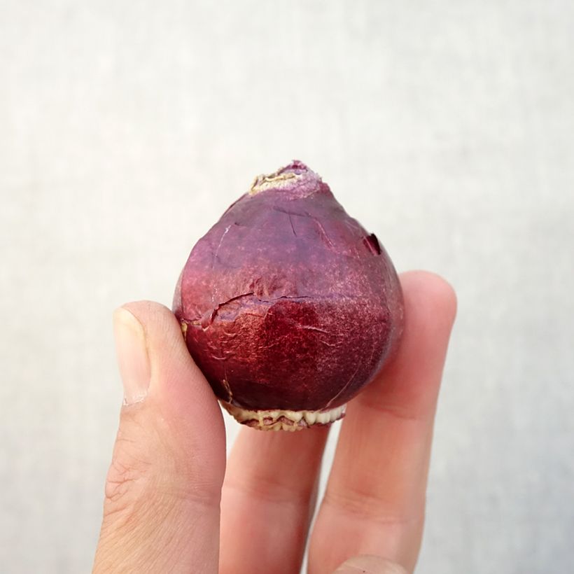 Exemplaar van Hyacint dubbel Madame Sophie - Hyacinthus orientalis Bol kaliber 15/16 zoals geleverd in de herfst