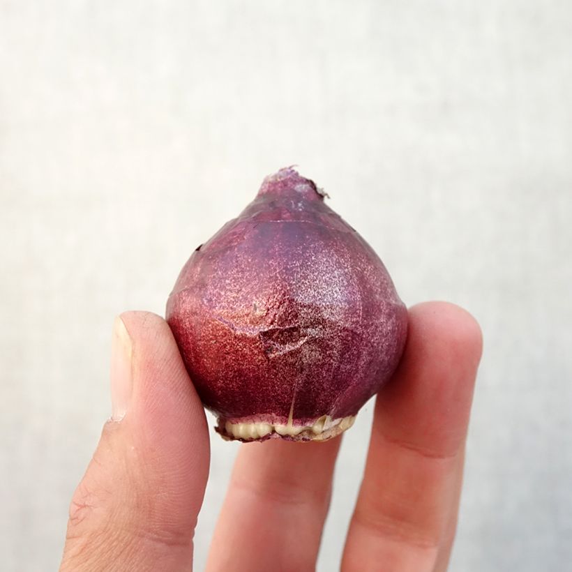Exemplaar van Hyacint Rood Diamond - Hyacinthus orientalis Bol kaliber 15/16 zoals geleverd in de herfst
