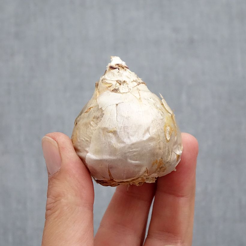 Exemplaar van Hyacint Dubbel Top White - Hyacinthus orientalis Bol kaliber 18 zoals geleverd in de herfst