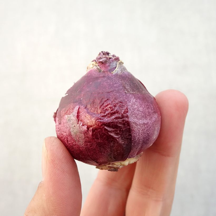 Exemplaar van Hyacint  Dubbel Twin Pearl - Hyacinthus orientalis Bol kaliber 15+ zoals geleverd in de herfst