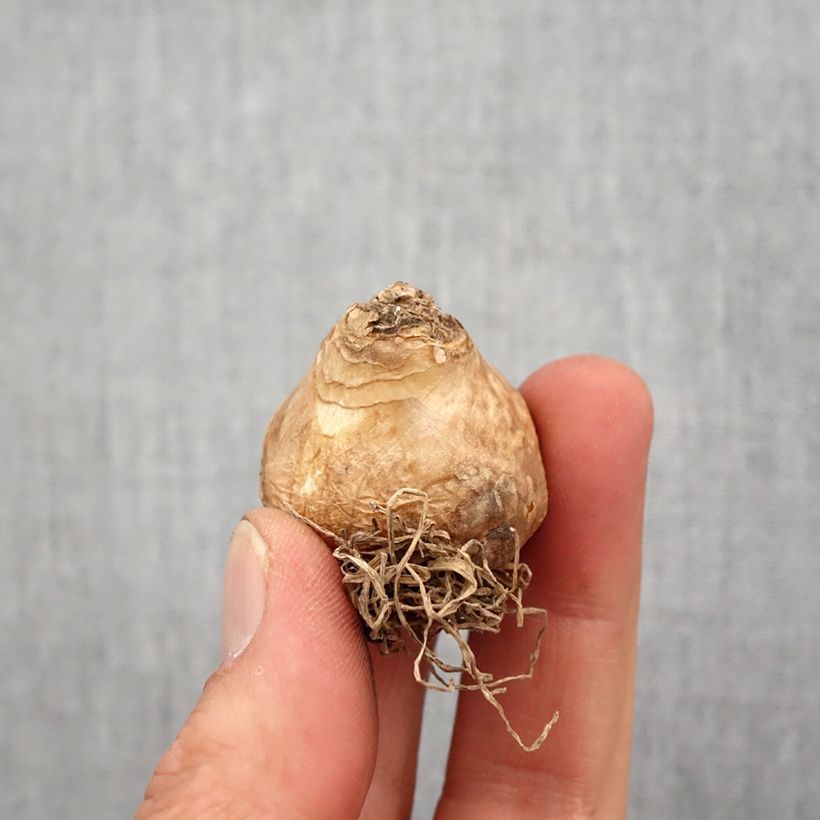 Exemplaar van Galtonia viridiflora - Kaapse hyacint Bol kaliber 14 zoals geleverd in de lente