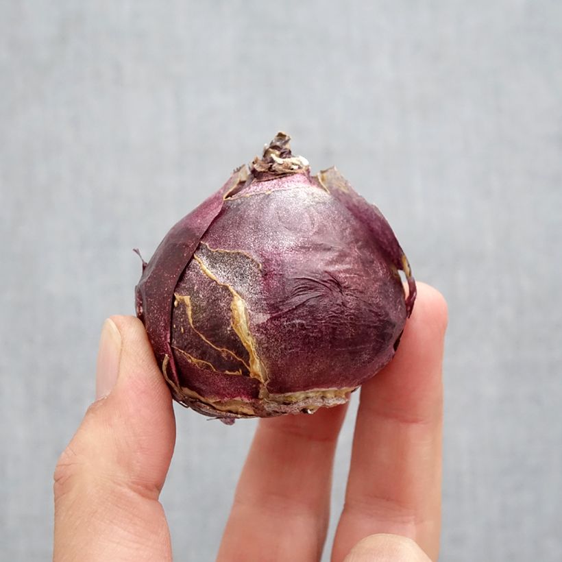 Exemplaar van Hyacint Fondant - Hyacinthus orientalis Bol kaliber 19+ zoals geleverd in de herfst