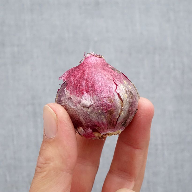 Exemplaar van Hyacint Midnight Sky - Hyacinthus orientalis Bol kaliber 14/15 zoals geleverd in de herfst