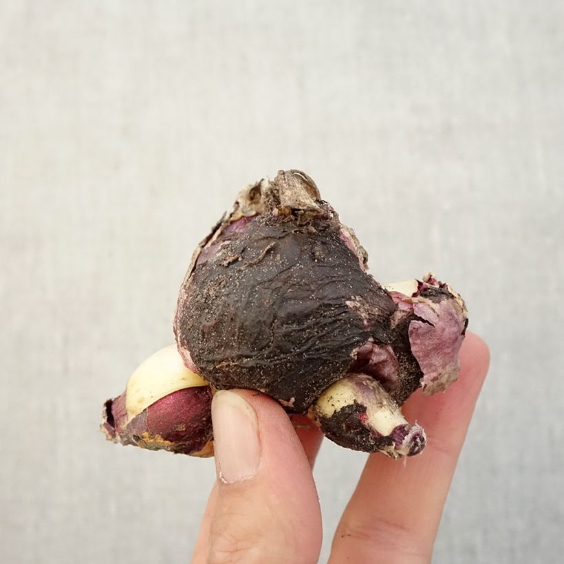 Exemplaar van Hyacint Multiflora Blauw bol - Hyacinthus orientalis Bol kaliber I zoals geleverd in de herfst