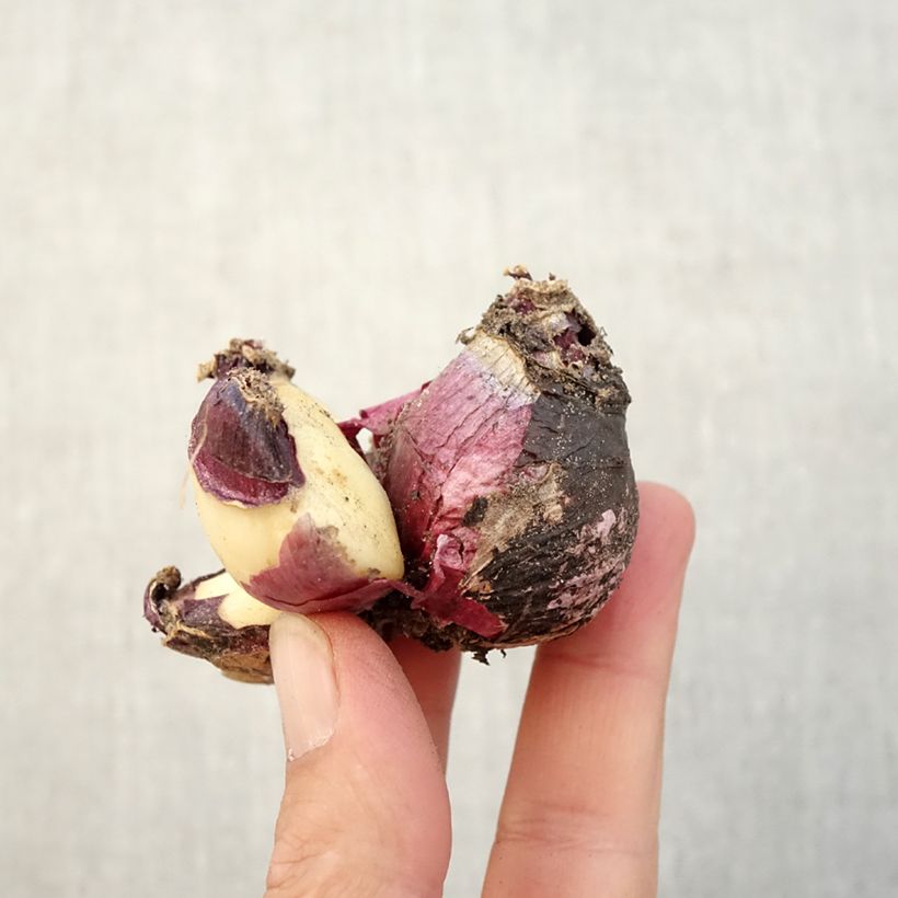 Exemplaar van Hyacint Multiflora Roze bol - Hyacinthus orientalis Bol kaliber I zoals geleverd in de herfst