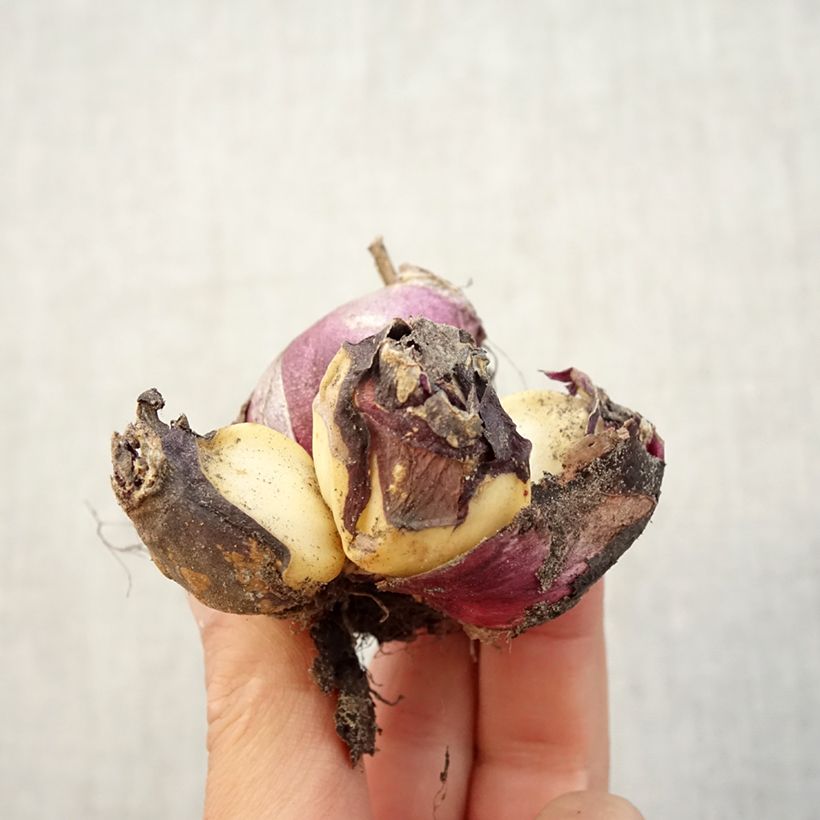 Exemplaar van Hyacint Multiflora Rood - Hyacinthus orientalis Bol kaliber I zoals geleverd in de herfst