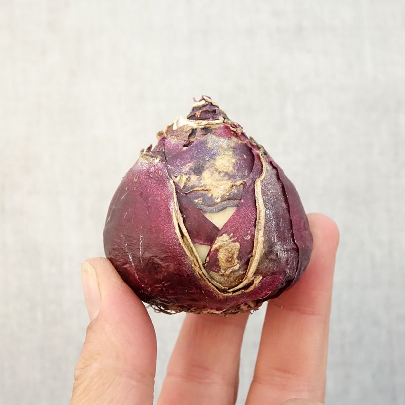 Exemplaar van Hyacint Roze Pearl - Hyacinthus orientalis Bol kaliber 17+ zoals geleverd in de herfst