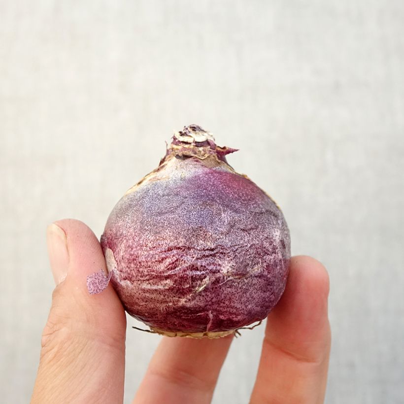 Exemplaar van Hyacint Rembrandt - Hyacinthus orientalis Bol kaliber 18/19 zoals geleverd in de herfst